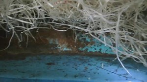 Thanks God for this new hatch. So amazing! | Dexter's World