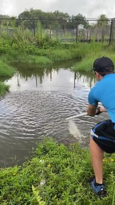 5M views · 73K reactions | Be careful on the bank of this pond  #animals #crocodile #scary #attack #feeding #reels | Paul Cuffaro | Facebook