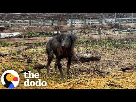 Mama Dog Wanders Into A Barn To Have Her Puppies | The Dodo