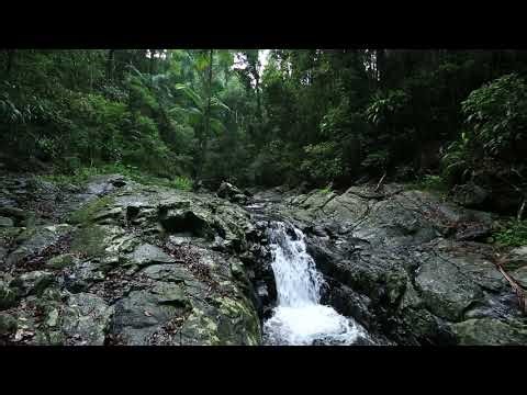 Peaceful Jungle Waterfall Sounds 🌿 Relaxing Nature Ambience with Birds