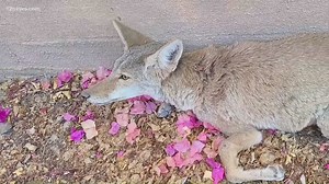 Conservation center offers help if you report injured wildlife