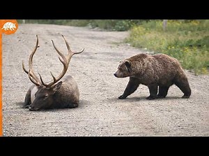 This is what happened when the bear approached the moose!