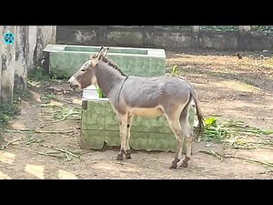 baby donkey sounds | Donkey noise sound effects