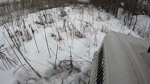This is the dog mauled coyote returning to the wild. She was released within her territory so she should be able to find here way and her mate. We wish her a happy life! (People sometimes wonder about human habituation after they have been in care. Let me assure you everything about captivity is awful for a coyote. This is an experience they do not ever wish to repeat. The speed with which this girl leaves should be a good clue to that) | Hobbitstee Wildlife Refuge