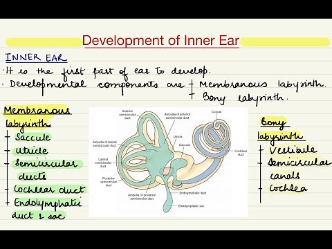 Development of Ear(Part-2)/Inner Ear/Embryology