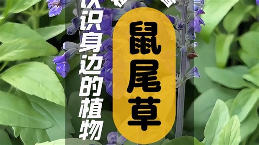 鼠尾草 I 植物科普