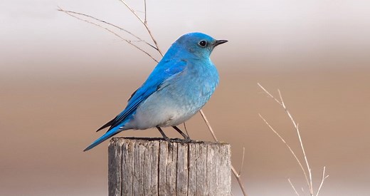 Mountain Bluebird Photos and Videos for, All About Birds, Cornell Lab of Ornithology