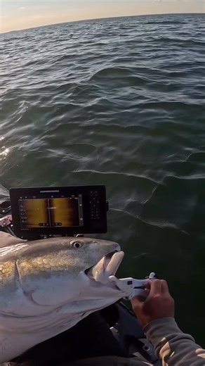 Ethan Sommer on Instagram: "One of those days you don’t forget thousands of drum around the kayak for an all day slayfest 🤞🏻 - Unit: @humminbirdfishing Xplore 9 Rod: @nomadtackle_usa Seacore 7’2” H Reel: @tsunamitackle salt X ll 4000 Lure: @nolivebaitneeded 8” paddletail - - #bigfish #redfish #fishofinstagram #fishoftheday #kayakfishing #fishing"