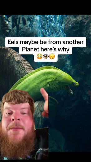 Eels & The Bermuda Triangle: Alien Mystery?