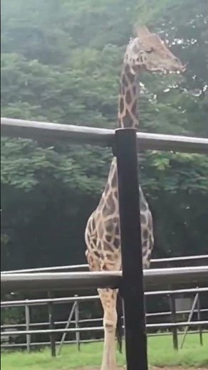 Mysore Zoo Giraffe 🦒 | Beautiful Jiraffe in Mysuru Zoo | Karnataka Tourism