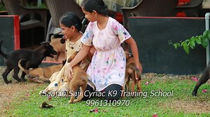 Malinois puppies @ Saajan Saji Cyriac K9 Training School.9961310970.9946513222 | Saajan Saji Cyriac