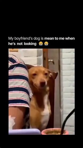 animal paws on Instagram: "Dogs are often seen as cute because of both how they look and how they make people feel. Features like big eyes, floppy ears, wagging tails, and playful expressions naturally spark a nurturing response, much like the one humans have toward babies. These puppy like traits make dogs appear innocent, joyful, and full of personality, drawing people to them instantly. Their behavior adds even more to their charm. Dogs express excitement through bouncing, tail wagging, and c