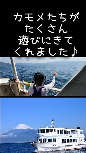 沼津観光船#沼津港 #沼津漁港