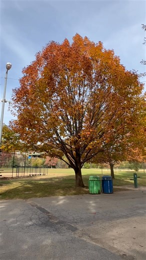 The Long Island Motor Parkway (also known as the Vanderbilt Parkway)...