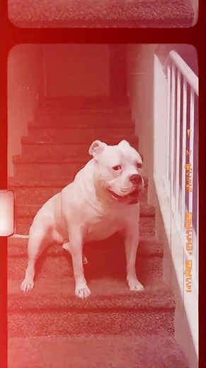 Why the American Bulldog Was Once a Farmer’s Best Friend