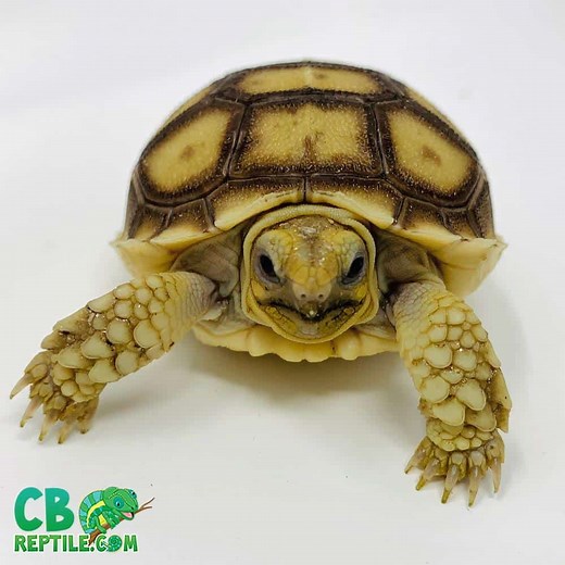 Sulcata tortoise