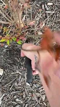 How I use these Fiskars pruning shears in our shrubs, perfect for gardening! #fiskars #shrubs
