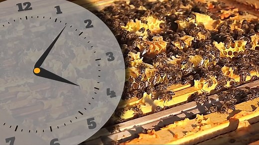 The Fascinating Chemistry Behind Honey Production | Britannica
