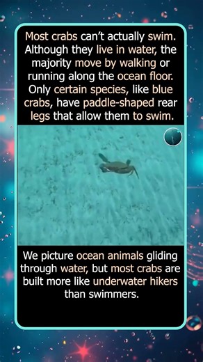 This Crab Swims Like a Tiny Helicopter