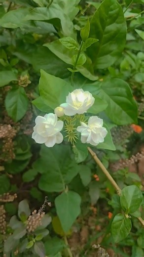 beautiful jasmin flowers #nature #beautifulflowers #malligeflowers #garden #viral #song