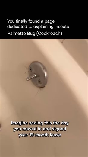 Explaining Insects 🦋 on Instagram: "Cockroaches are ancient, highly adaptable insects that have existed for over 300 million years. They belong to the order Blattodea and are best known for their survival skills and close association with human environments. They have flat, oval bodies, long antennae, and strong legs built for rapid movement. Most species are nocturnal, hiding during the day and becoming active at night to search for food. Cockroaches are omnivorous scavengers. They can eat alm