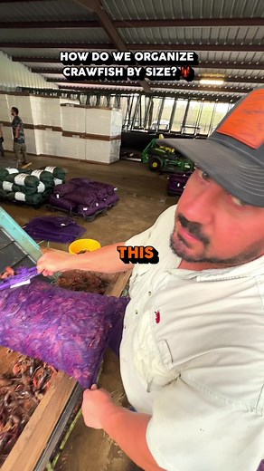 2.6M views · 20K reactions | Try some of this seasons Select Crawfish 咽️This is how we use vegetable graders to sort your Louisiana Crawfish 咽 凌#crawfish #cajun #louisiana #farming #southern #louisianacrawfishcompany | Louisiana Crawfish Company | Facebook