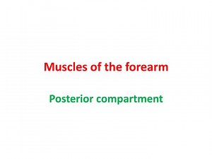 Muscles of the forearm - SlideServe