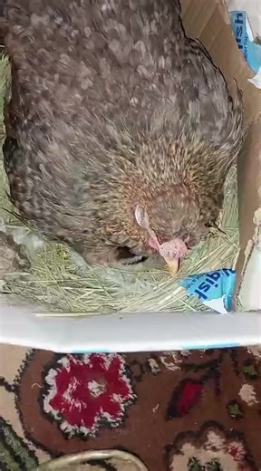 فيديوهات أنشأها محميه سوق الشيوخ (@kkl_tis) باستخدام الصوت الأصلي - محميه سوق الشيوخ