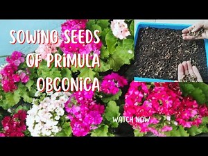 Sowing seeds of Primula Obconica||Collecting seeds from Primula or Primrose
