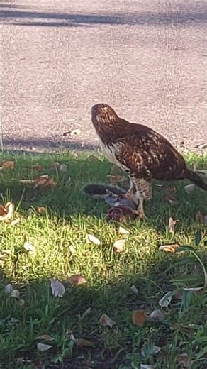 Hangry Hawk Eating Its Prey in the Yard | Wildlife Behavior