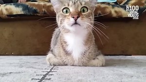 261K views · 4.4K reactions | This cat is braver than me during horror films! | This is Happening | Facebook
