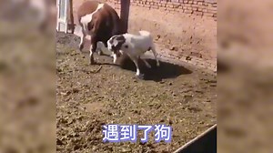 解密中国传统的六畜:猪、牛、羊、马、鸡、犬
