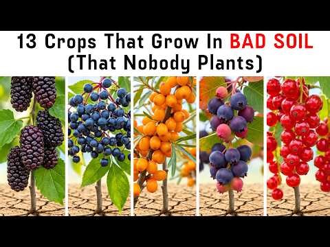 13 Crops That Grow In Bad Soil (That Nobody Plants)