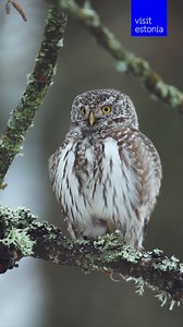 81 reactions · 80 shares | Estonian nature — slow down and wonder at a wilder life.  | Visit Estonia | Facebook