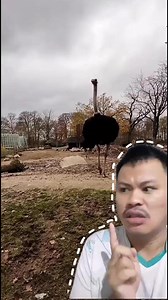 Burung unta pengen kawin #facebookreels #info #unik | Yoga Pratama Latopo