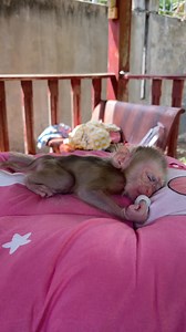 Welcome Newborn Monkey A Tong #MonkeyLife | Monkey vdo