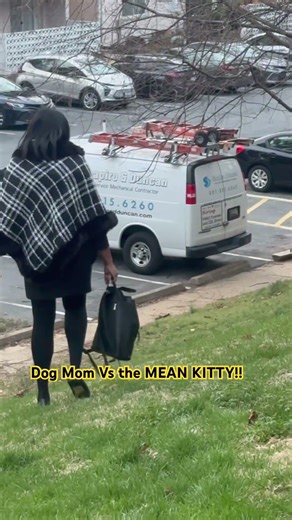 Epic feud in Chevy Chase… Dog Mom vs the Grey Kitty!!!!