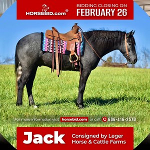 32 reactions | BID NOW: www.horsebid.com | HorseBid.com | Facebook