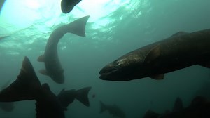 The engineering trick that lets fish swim through dams