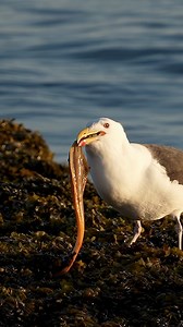 89K views · 1.3K reactions | The largest gull in the world found breakfast…and lunch…and dinner…all in one slippery package. Whoa  #gull #fish #greatblackbackedgull #seabird #shorebird #birds #wildlife #nature #wildlifevideos #sonyalpha #birdvideos #cangeo | Amber Favorite Photography | Facebook