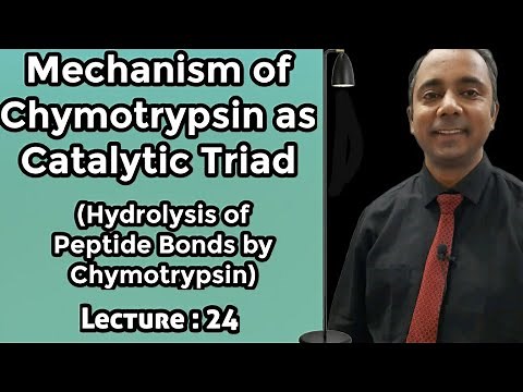 Lecture-24: Mechanism of Chymotrypsin as catalytic triad/ Hydrolysis of Peptide bond by Chymotrypsin