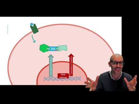 Apoptosis Explained: p53 Activation, Cytochrome c Release, the Apoptosome, and the Caspase Cascade