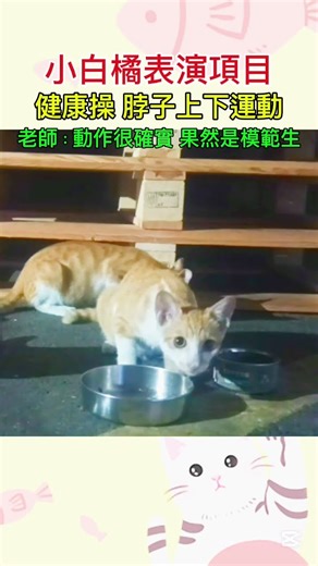 扭脖子舞蹈 Neck twisting dance #funny #catlovers #catshorts #cute #love #firends #고양이 #可愛い猫