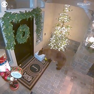 14K views · 58 reactions | WATCH: A Reno, Nevada resident was surprised to see a bear snagging a package from their front porch earlier this month. A Ring camera caught the bear sniffing the Christmas decorations before deciding to take off with the package. | KCTV5 News Kansas City | Facebook
