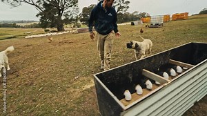 A free range farmer tips his duck feeding trough to inspect it. Tracking shot