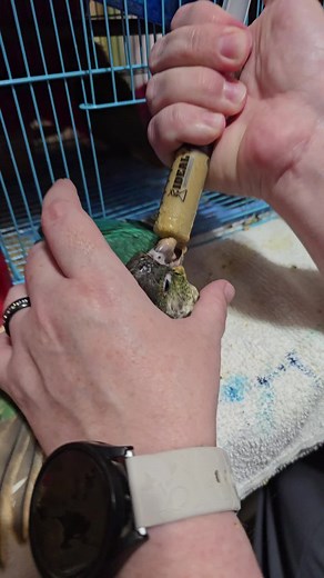 Damn_Wick (@damnwick)’s videos with TaleSpin Main Theme (From