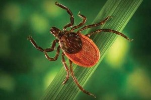 Ticks are back in western New York: Here’s how you can protect yourself