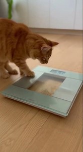 Playful Cat Loves Interactive Toys - Adorable Pet Video