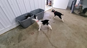 This afternoon Salvation had twins - Saline (buckling) and Seizure (doeling). They're Alpine kids and both are good sized and doing well. Enjoy the video! PJ P.S. You can have access to 8 livestreaming cameras that video the barn 24/7 and see the birth videos of the baby goats by becoming a Patron at https://patreon.com/goatmilkstuff | Goat Milk Stuff
