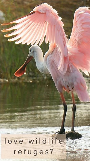 National Wildlife Refuge Association on Reels